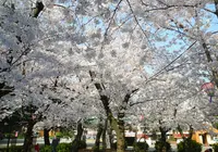 桜の名所の写真・動画_image_32671