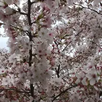八幡神社から見える 桜並木の写真・動画_image_72357