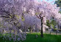 出水のしだれ桜の写真・動画_image_72059