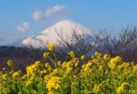 吾妻山公園の写真・動画_image_182992