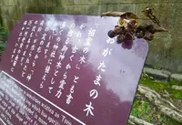 石清水八幡宮の写真・動画_image_99303