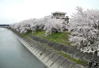 墨俣桜堤防の写真・動画_image_132480