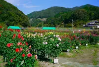 黒川ダリア園の写真・動画_image_48012