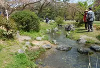 出水のしだれ桜の写真・動画_image_71484