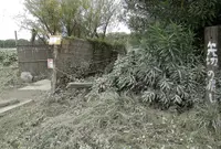 矢切の渡しの写真・動画_image_45619