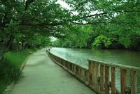 大本花明山植物園の写真・動画_image_99776