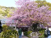 河津桜の原木の写真・動画_image_511393