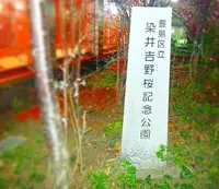 染井吉野桜記念公園の写真・動画_image_26847
