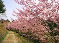 かんざき桜の山桜華園の写真・動画_image_70680