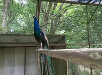 茨城県鳥獣センターの写真・動画_image_135558