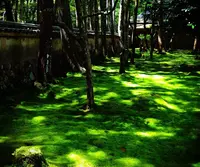 西芳寺の写真・動画_image_144620