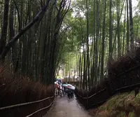 嵐山 竹林の小径の写真・動画_image_310460