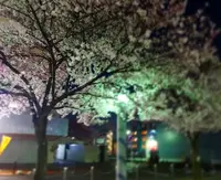 染井吉野桜記念公園の写真・動画_image_26845