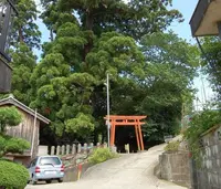 八坂神社の「大スギさん」の写真・動画_image_73836
