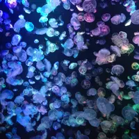 鶴岡市立加茂水族館（クラゲドリーム館）の写真・動画_image_40965