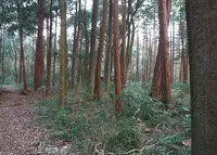 千葉県立船橋県民の森の写真・動画_image_131232