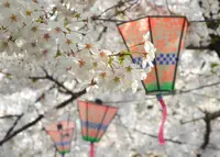 桜の名所の写真・動画_image_136779