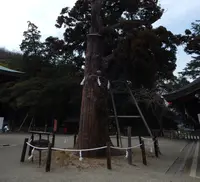 吉備津彦神社の写真・動画_image_125403