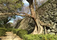 福岡城跡の写真・動画_image_20620