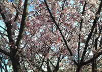 松原公園花時計の写真・動画_image_58637
