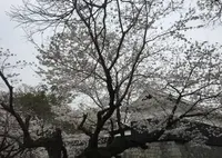 桜の馬場城彩苑の写真・動画_image_71121