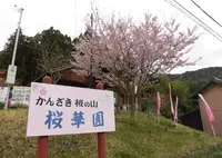 かんざき桜の山桜華園の写真・動画_image_341299