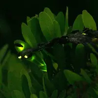 ヘイケボタルの発光