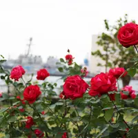 横須賀港の軍艦とバラ