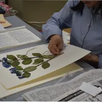 腊葉標本作製の様子 画像提供：国立科学博物館