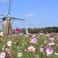 満開のコスモスとオランダ風車