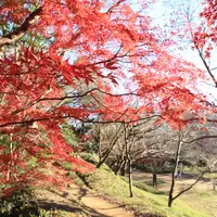 本丸の土塁とモミジ