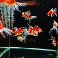 色とりどりの金魚