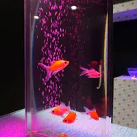 約30種類の金魚を展示