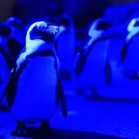 青い照明につつまれるペンギン