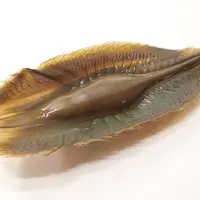 ゾウギンザメの卵の殻