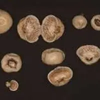 キッタリア 所蔵：国立科学博物館