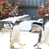 ウィンターペンギンパレード イメージ