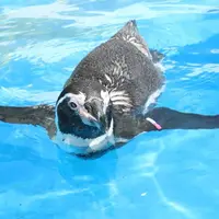 〈フンボルトペンギン〉サボ