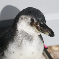 〈フンボルトペンギン〉ペポ