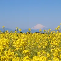 約10万本の菜の花畑と、相模湾・富士山の美しい景観が楽しめる（横須賀市長井海の手公園 ソレイユの丘）