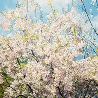 山桜 3月下旬-4月中旬