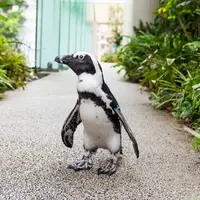 サンシャイン水族館 ペンギン イメージ