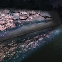 内堀「Flowers Wall 〜SAKURA〜」
