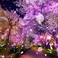 清流園「桜の雫」