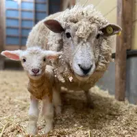 親羊と子羊