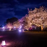 桜の園『ライトアップ』 イメージ