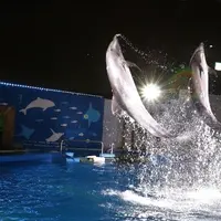 イルカのパフォーマンス イメージ