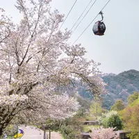 山桜　3月下旬～4月中旬