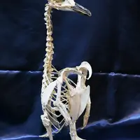 マゼランペンギン全身骨格