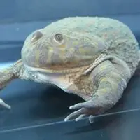 マルメタピオカガエル